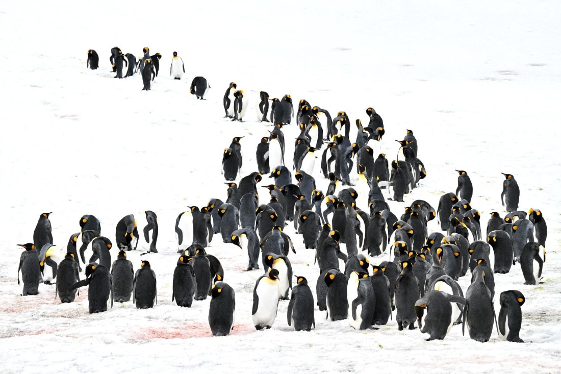 PLA20-24, Day 11, 8AY_2108_20241028_6990 © Yves Adams - Oceanwide Expeditions.JPG