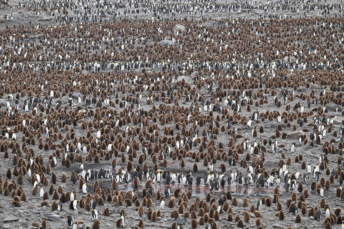 PLA20-24, Day 11, 8AY_2283_20241028_6988 © Yves Adams - Oceanwide Expeditions.JPG