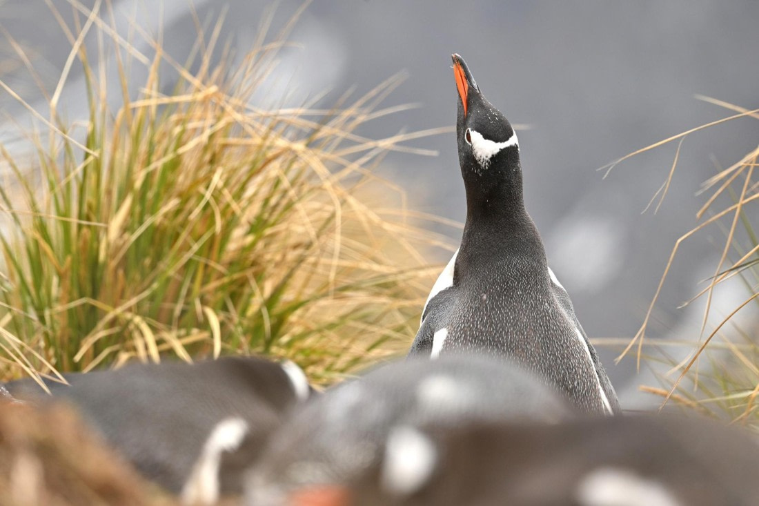 PLA20-24, Day 11, YA6_0075_20241028_7265 © Yves Adams - Oceanwide Expeditions.JPG