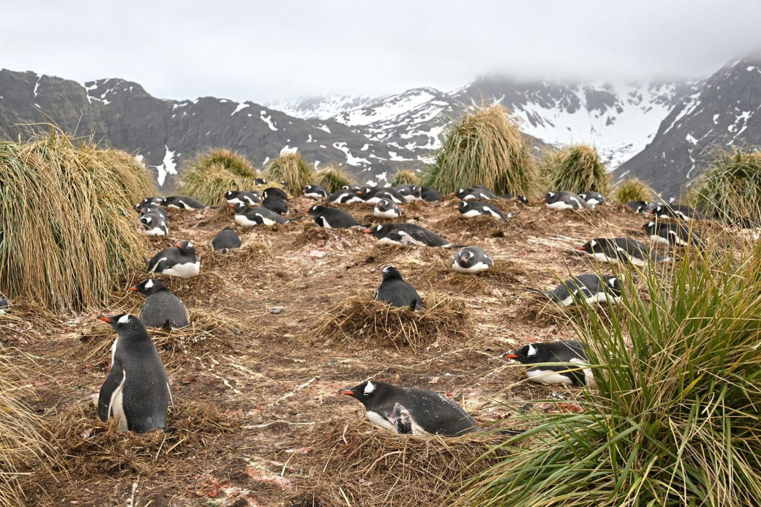 PLA20-24, Day 11, YA6_0164_20241028_7267 © Yves Adams - Oceanwide Expeditions.JPG