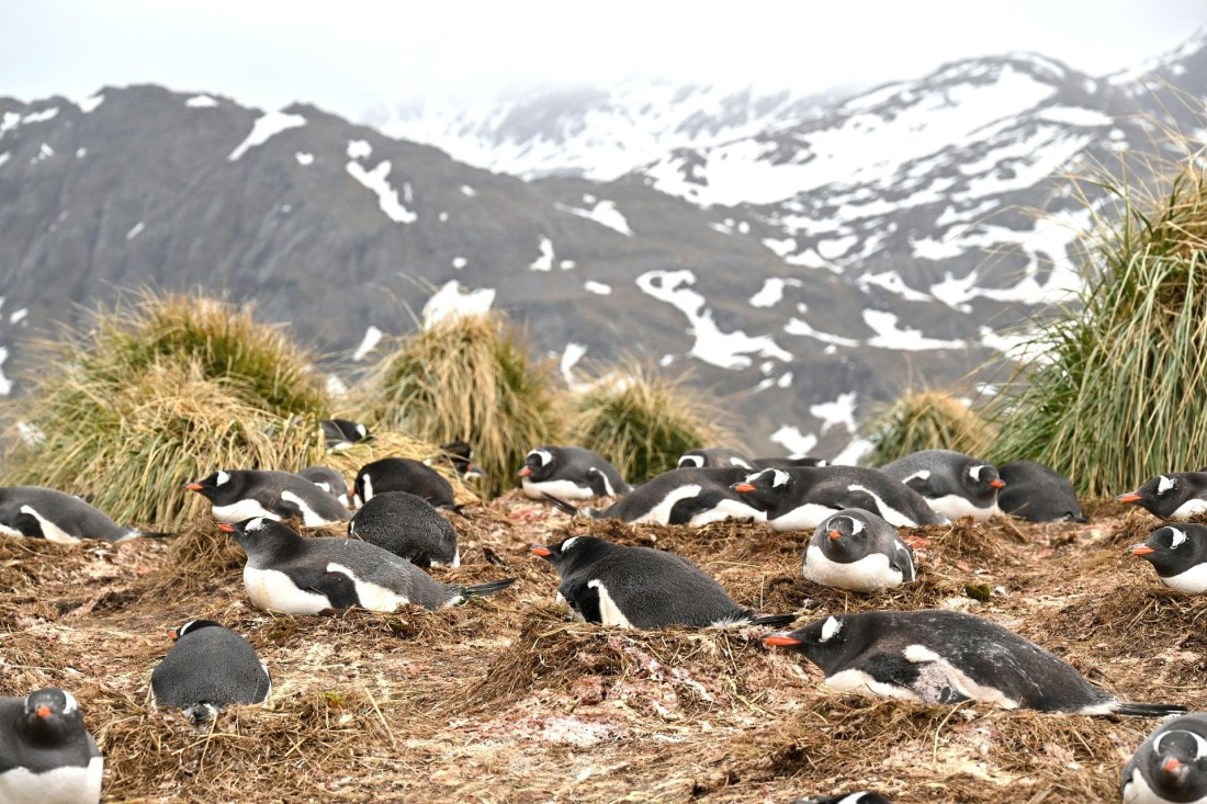 PLA20-24, Day 11, YA6_0192_20241028_7268 © Yves Adams - Oceanwide Expeditions.JPG