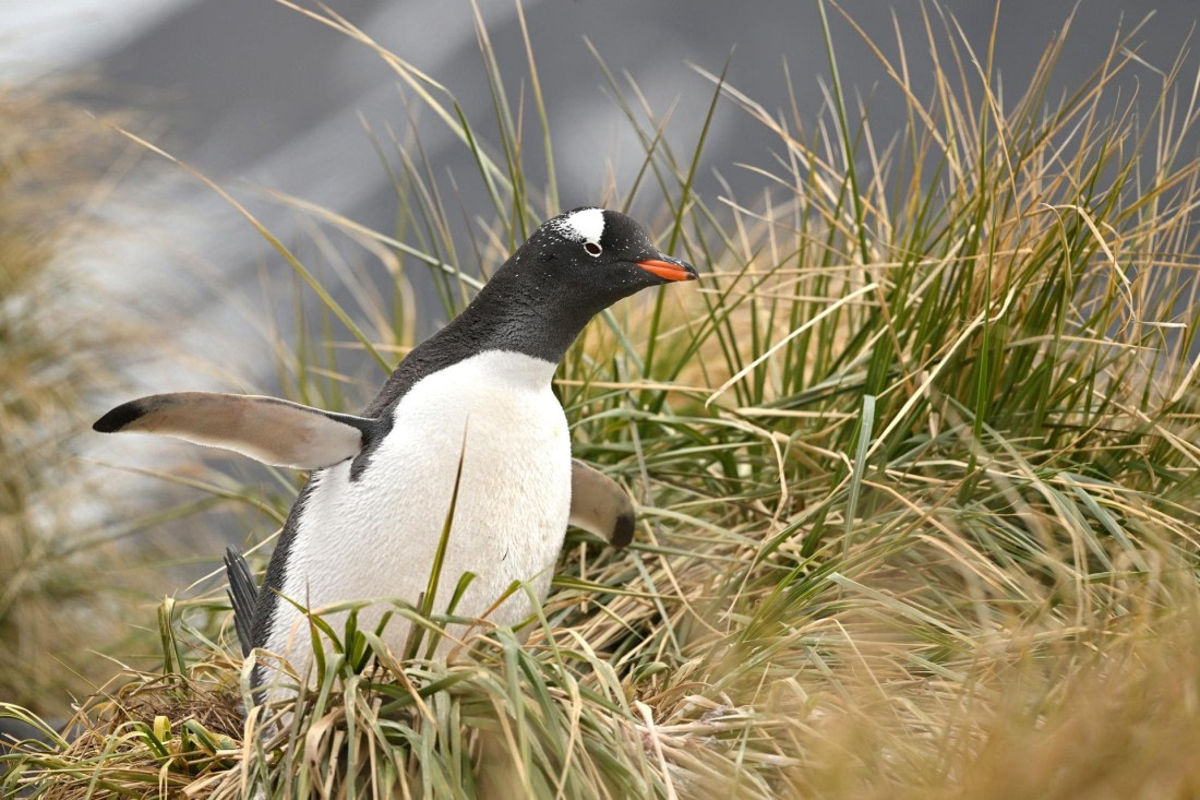 PLA20-24, Day 11, YA6_0295_20241028_6998 © Yves Adams - Oceanwide Expeditions.JPG