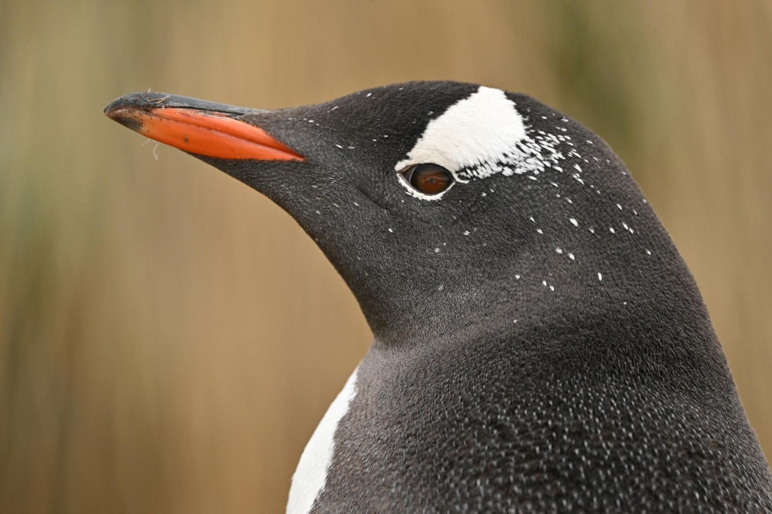 PLA20-24, Day 11, YA6_0351_20241028_6997 © Yves Adams - Oceanwide Expeditions.JPG