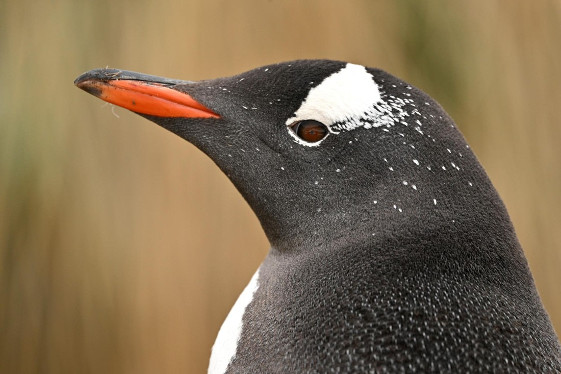 PLA20-24, Day 11, YA6_0353_20241028_6996 © Yves Adams - Oceanwide Expeditions.JPG