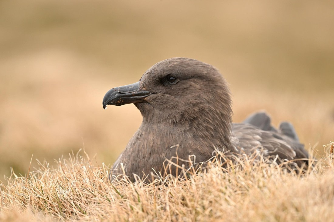 PLA20-24, Day 11, YA6_0480_20241028_6993 © Yves Adams - Oceanwide Expeditions.JPG