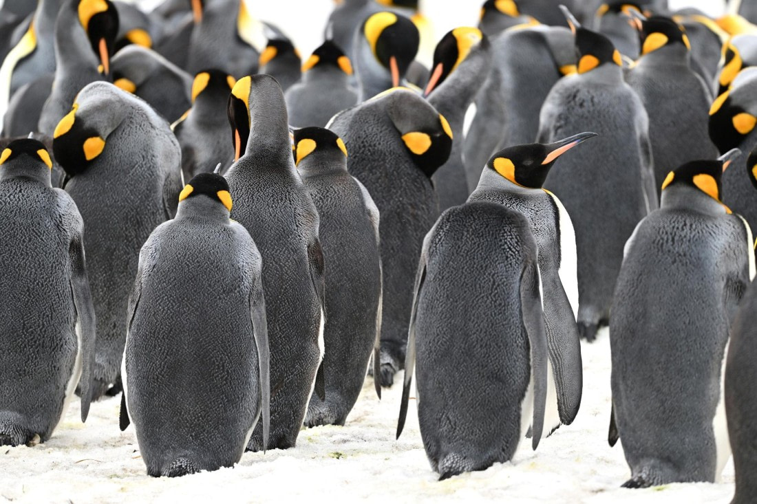 PLA20-24, Day 11, YA6_0613_20241028_6992 © Yves Adams - Oceanwide Expeditions.JPG