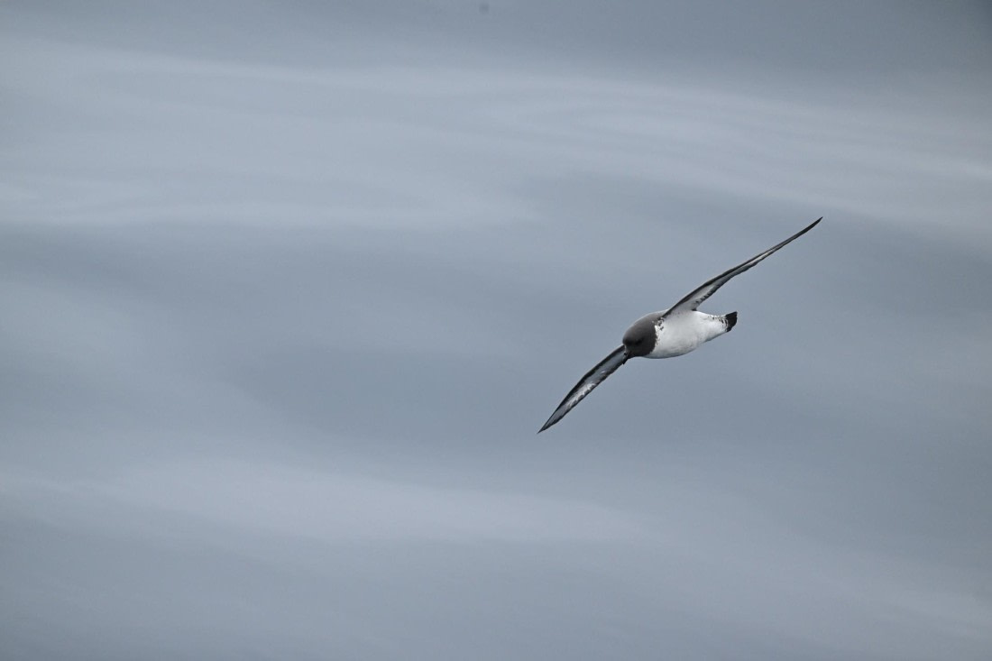 PLA20-24, Day 11, YA6_8346_20241028_7014 © Yves Adams - Oceanwide Expeditions.JPG