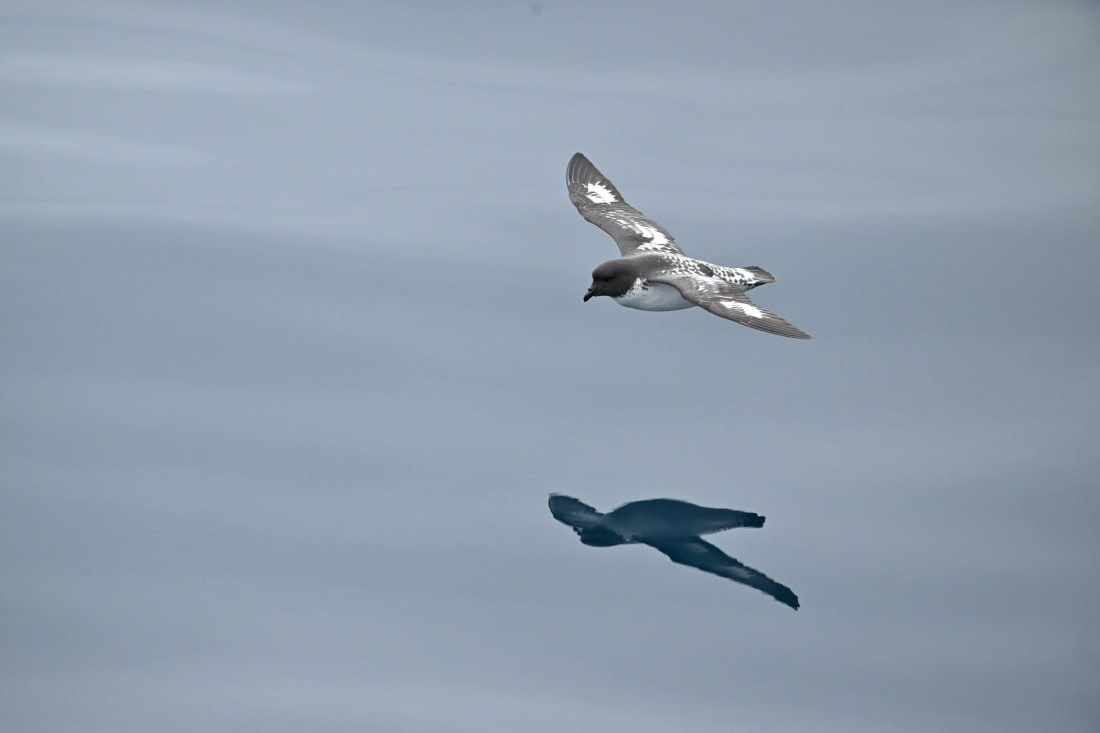 PLA20-24, Day 11, YA6_8367_20241028_7013 © Yves Adams - Oceanwide Expeditions.JPG