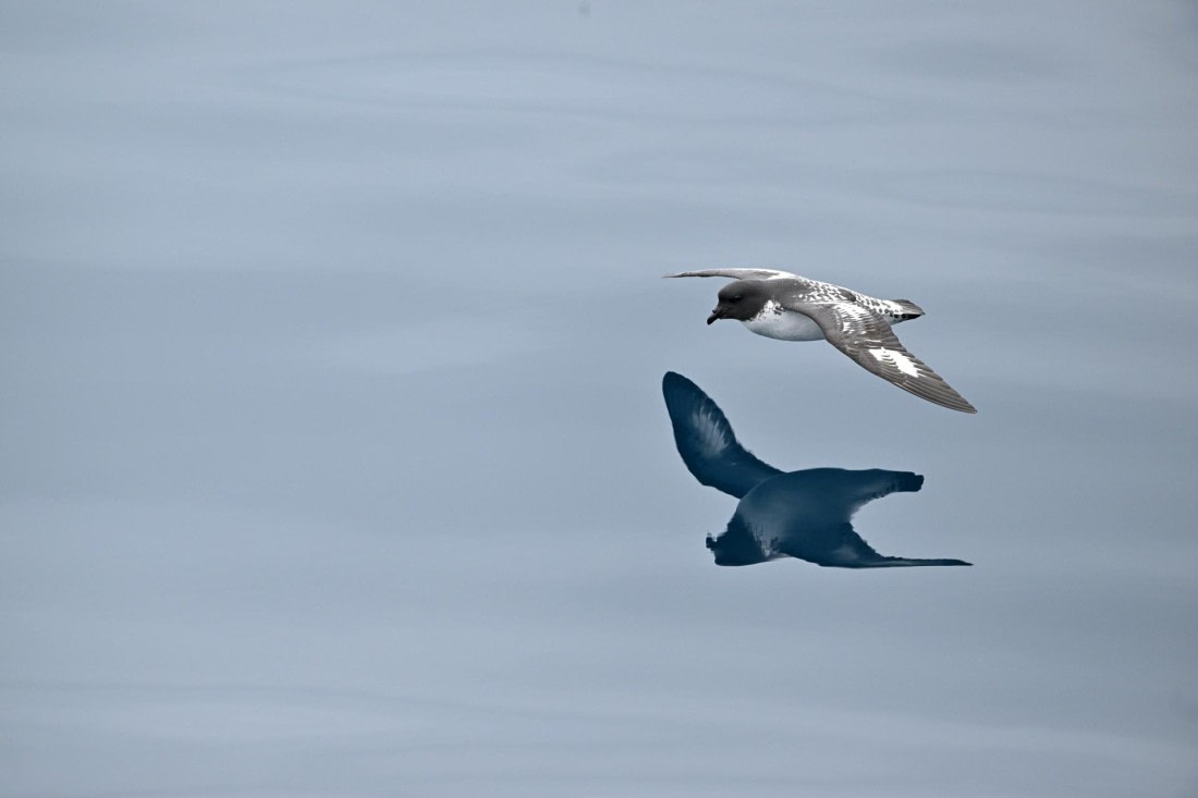 PLA20-24, Day 11, YA6_8372_20241028_7012 © Yves Adams - Oceanwide Expeditions.JPG