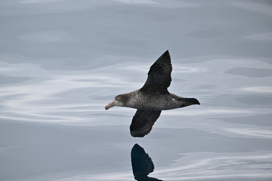 PLA20-24, Day 11, YA6_8407_20241028_7011 © Yves Adams - Oceanwide Expeditions.JPG