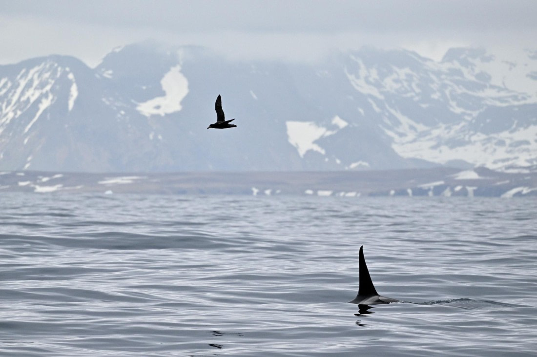 PLA20-24, Day 11, YA6_8531_20241028_7010 © Yves Adams - Oceanwide Expeditions.JPG