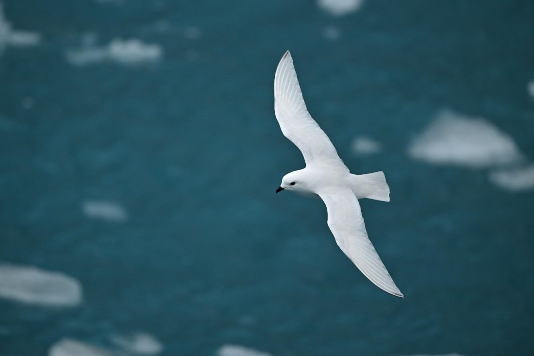 PLA20-24, Day 11, YA6_8574_20241029_7149 © Yves Adams - Oceanwide Expeditions.JPG