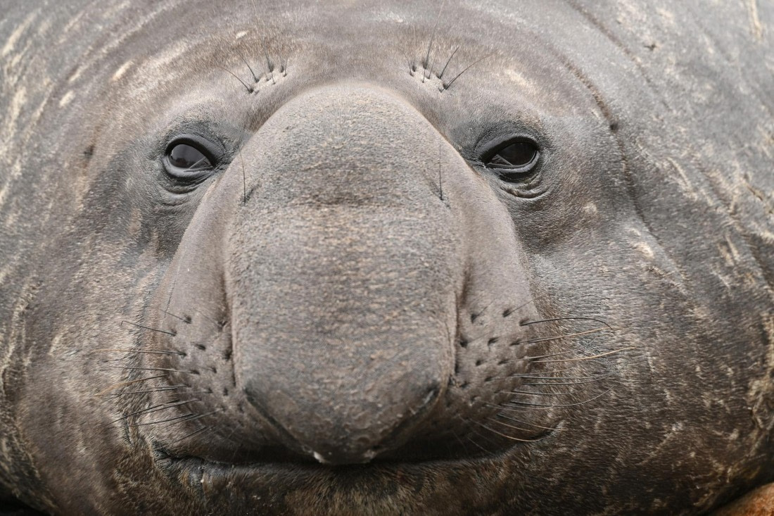 PLA20-24, Day 11, YA6_8600_20241028_7008 © Yves Adams - Oceanwide Expeditions.JPG