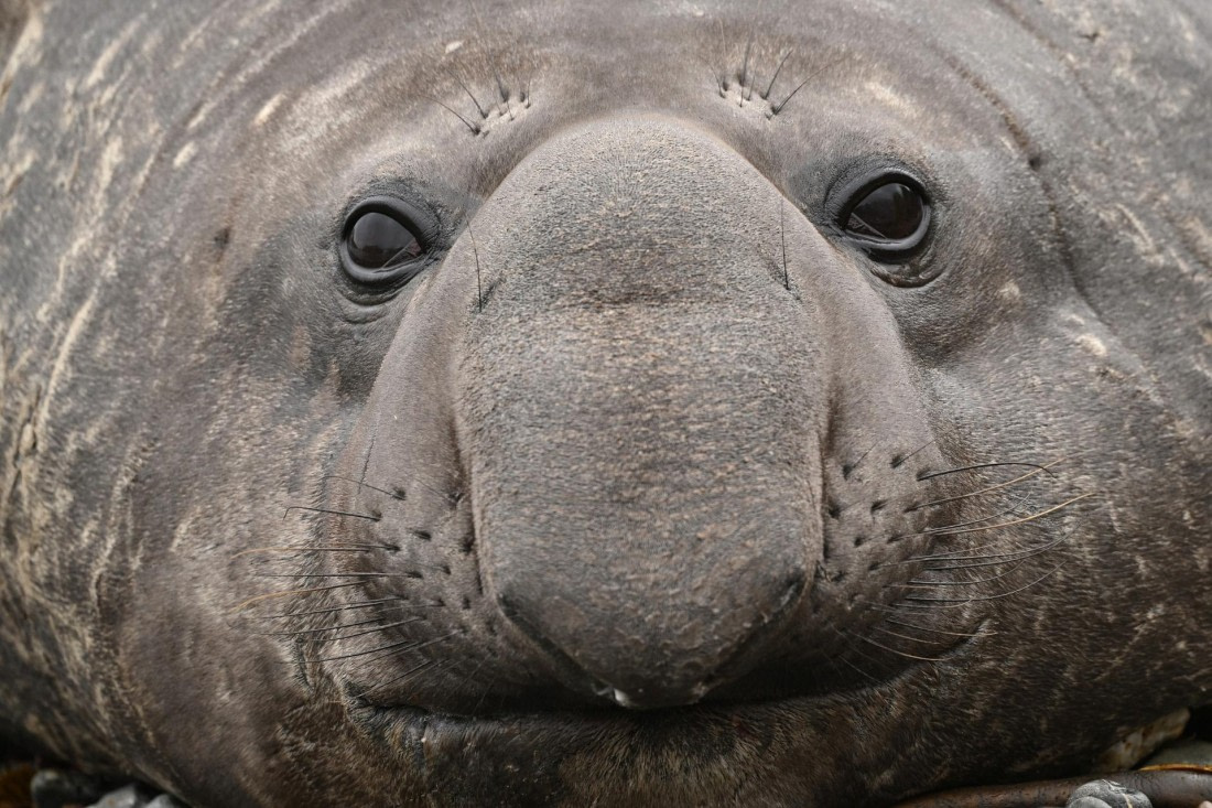 PLA20-24, Day 11, YA6_8855_20241028_7007 © Yves Adams - Oceanwide Expeditions.JPG