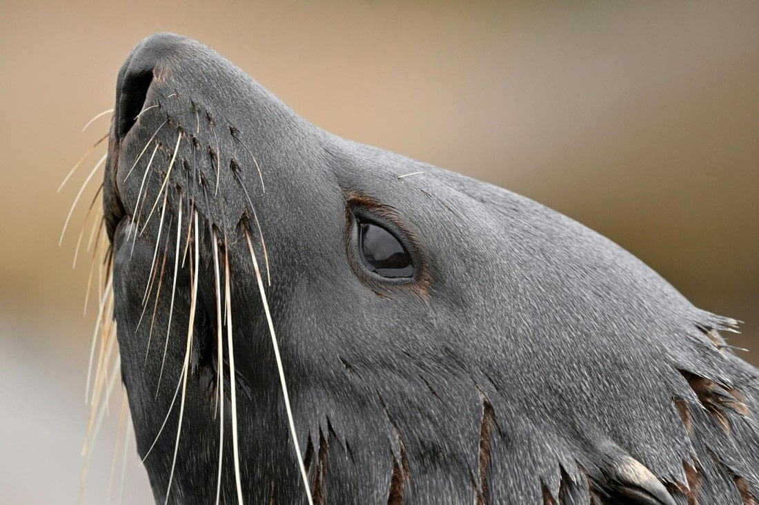 PLA20-24, Day 11, YA6_8920_20241028_7005 © Yves Adams - Oceanwide Expeditions.JPG
