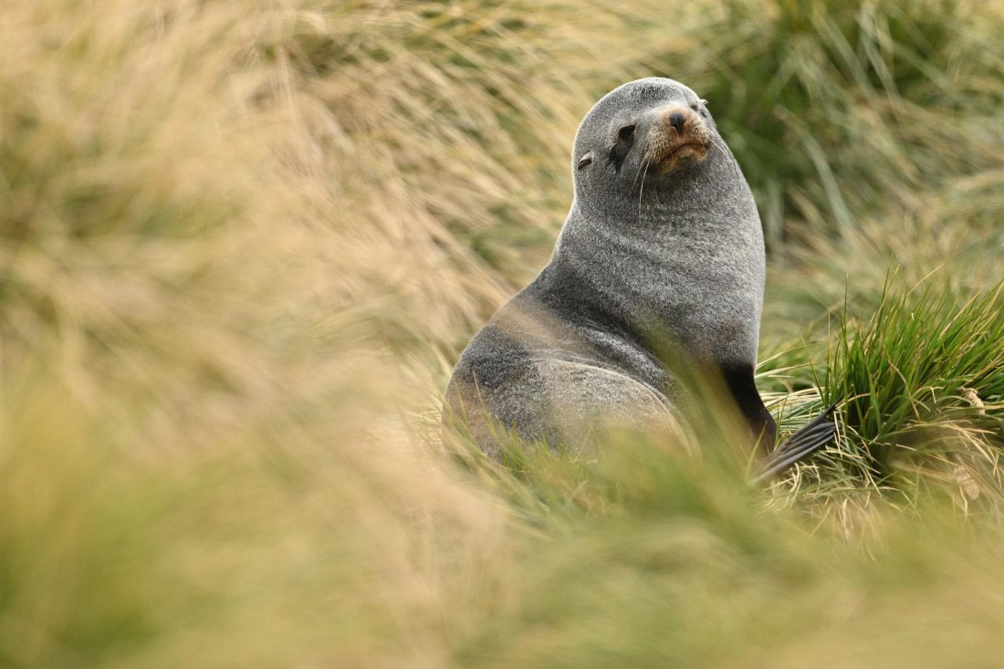 PLA20-24, Day 11, YA6_8969_20241028_7004 © Yves Adams - Oceanwide Expeditions.JPG