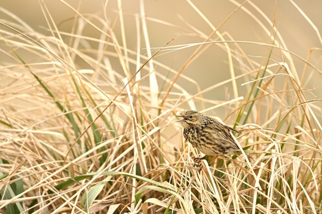 PLA20-24, Day 11, YA6_9449_20241028_7003 © Yves Adams - Oceanwide Expeditions.JPG