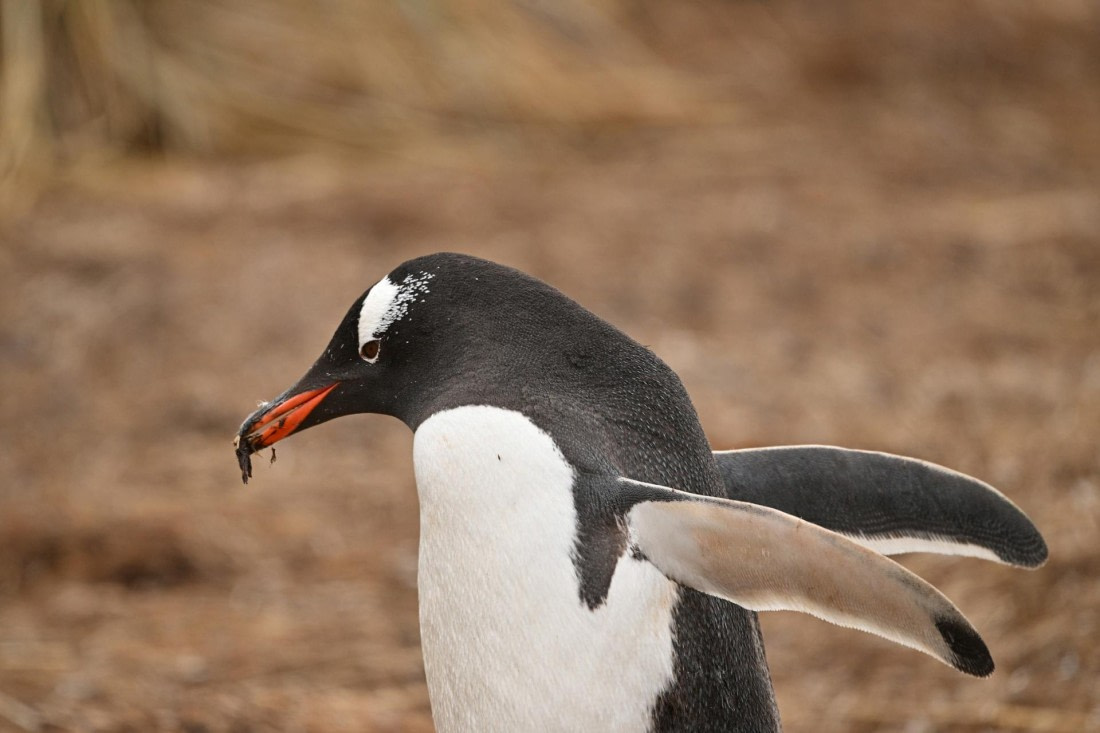 PLA20-24, Day 11, YA6_9669_20241028_7001 © Yves Adams - Oceanwide Expeditions.JPG