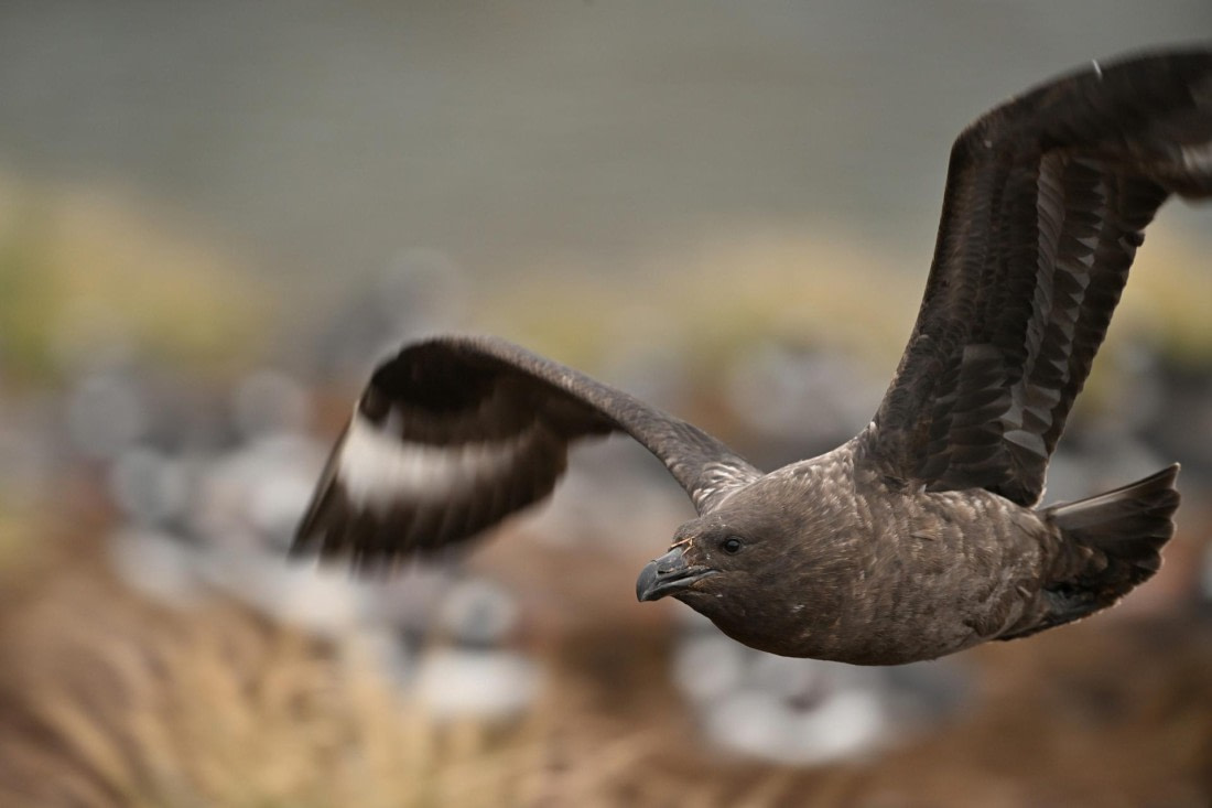 PLA20-24, Day 11, YA6_9706_20241028_7000 © Yves Adams - Oceanwide Expeditions.JPG