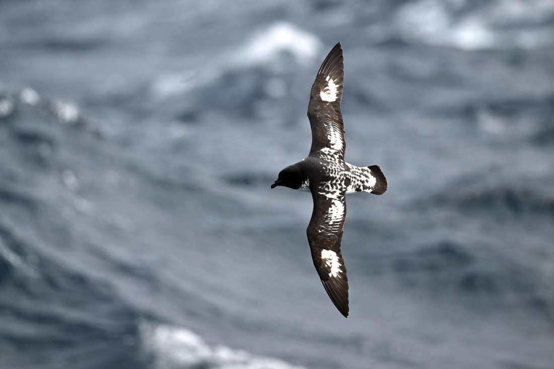 PLA20-24, Day 14, YA6_0217_20241031_7293 © Yves Adams - Oceanwide Expeditions.JPG