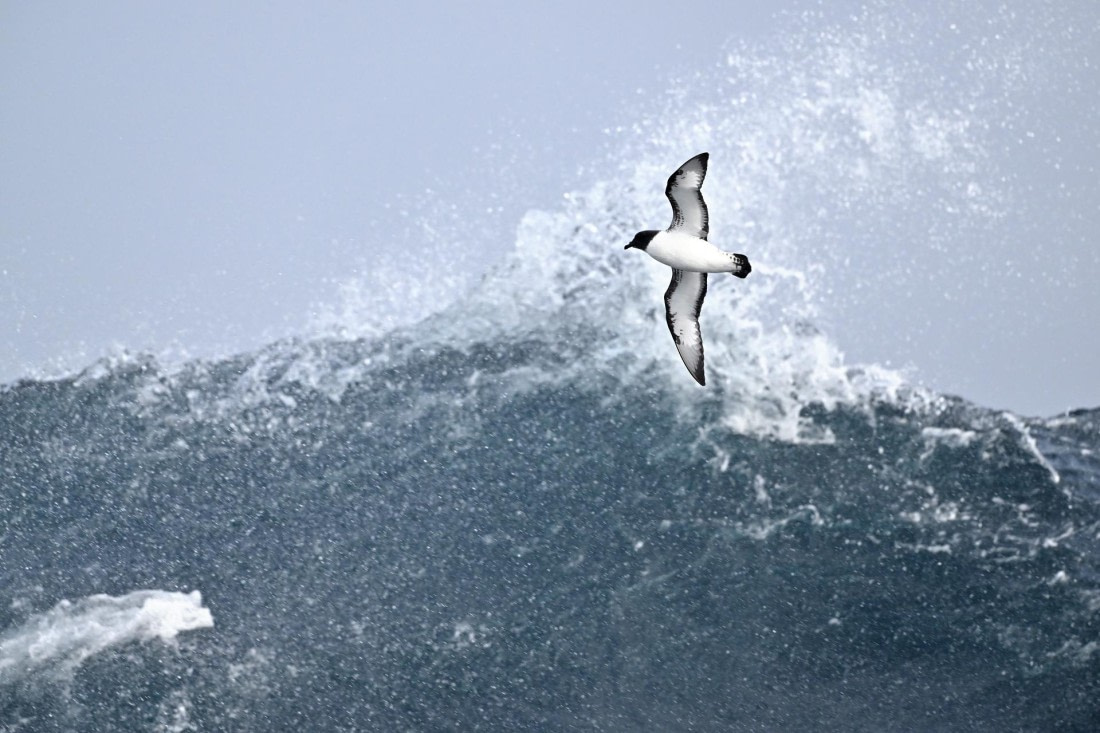 PLA20-24, Day 14, YA6_0169_20241031_7291 © Yves Adams - Oceanwide Expeditions.JPG