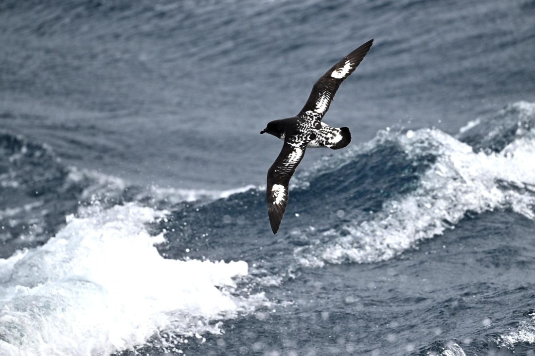 PLA20-24, Day 14, YA6_0230_20241031_7294 © Yves Adams - Oceanwide Expeditions.JPG