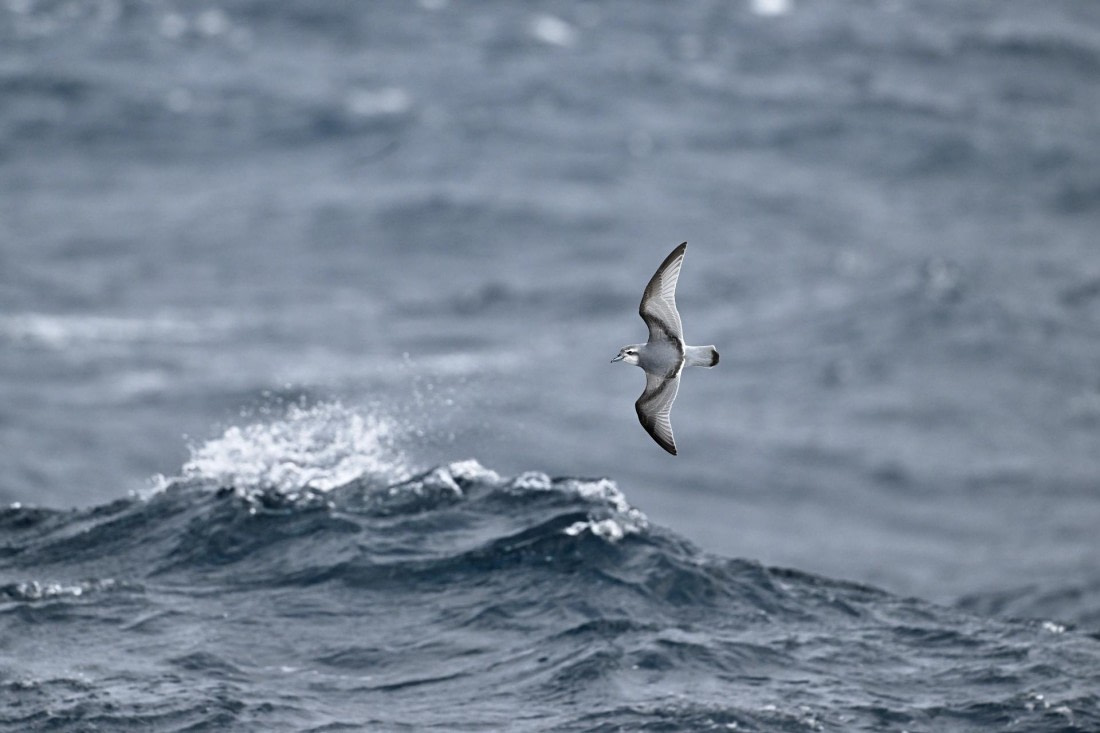 PLA20-24, Day 14, YA6_0355_20241031_7296 © Yves Adams - Oceanwide Expeditions.JPG