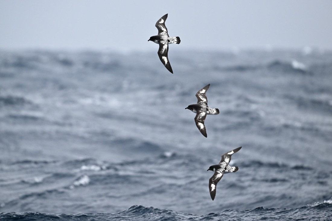 PLA20-24, Day 14, YA6_0921_20241031_7302 © Yves Adams - Oceanwide Expeditions.JPG