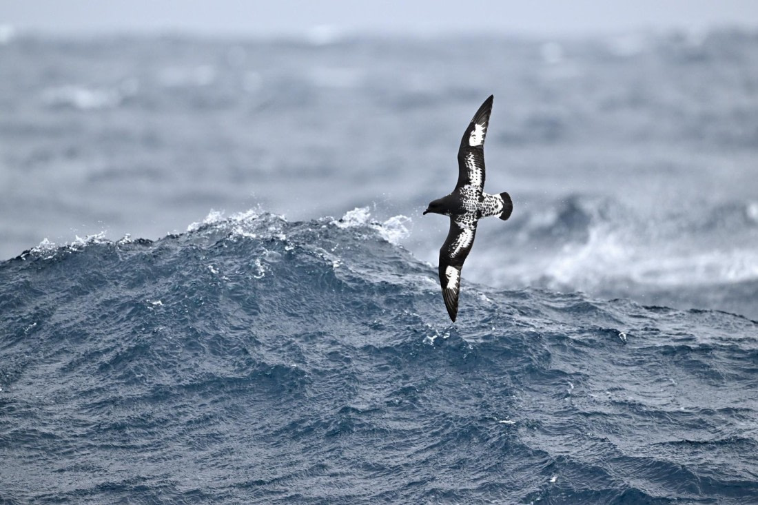PLA20-24, Day 14, YA6_1080_20241031_7304 © Yves Adams - Oceanwide Expeditions.JPG