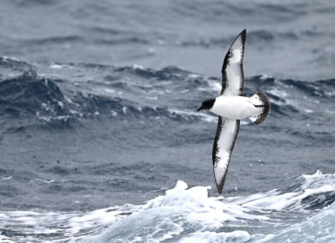 PLA20-24, Day 14, YA6_1099_20241031_7305 © Yves Adams - Oceanwide Expeditions.JPG