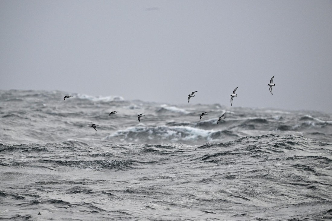 PLA20-24, Day 14, YA6_9366_20241031_7285 © Yves Adams - Oceanwide Expeditions.JPG