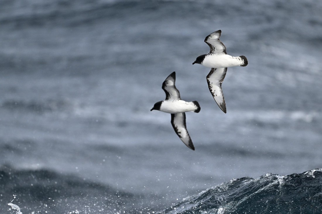 PLA20-24, Day 14, YA6_9771_20241031_7289 © Yves Adams - Oceanwide Expeditions.JPG