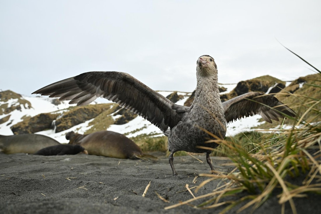 PLA20-24, Day 12, 8AY_2834_20241029_6985 © Yves Adams - Oceanwide Expeditions.JPG