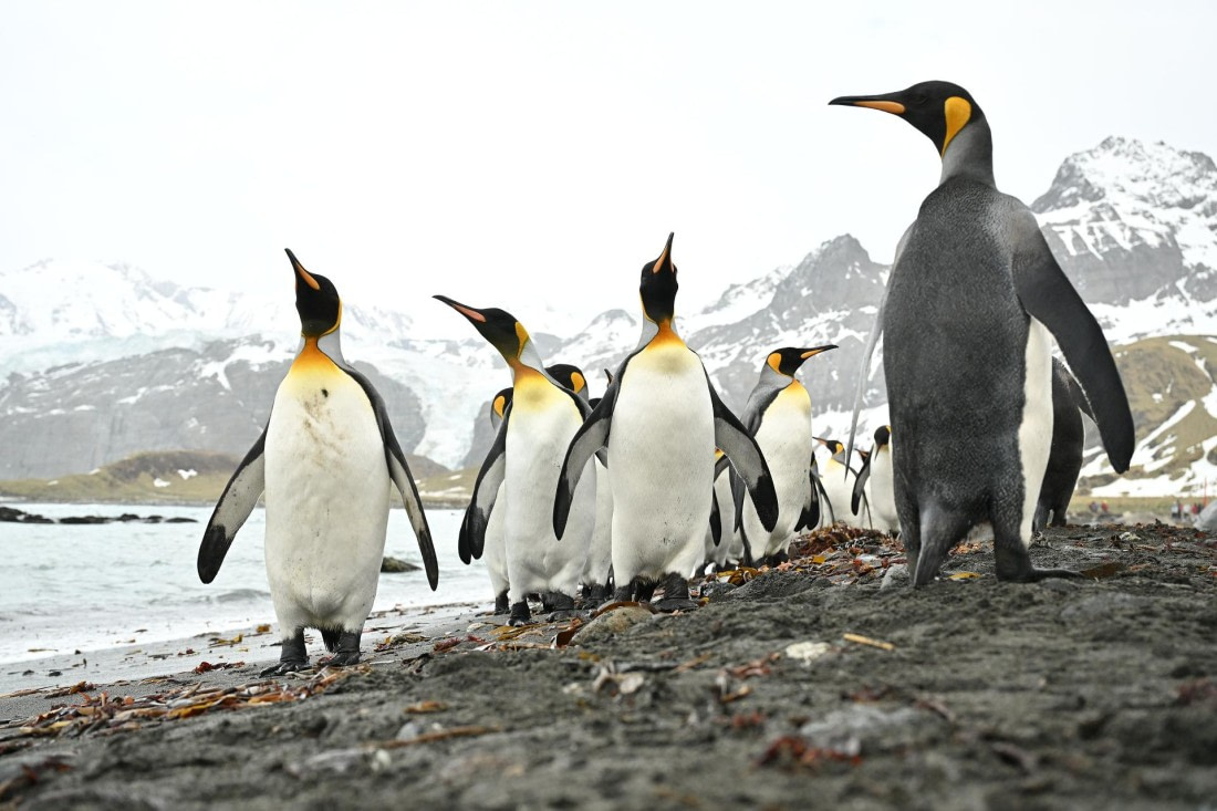 PLA20-24, Day 12, 8AY_3453_20241029_6962 © Yves Adams - Oceanwide Expeditions.JPG