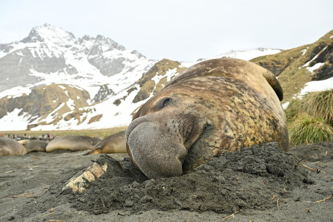 PLA20-24, Day 12, 8AY_3613_20241029_6956 © Yves Adams - Oceanwide Expeditions.JPG