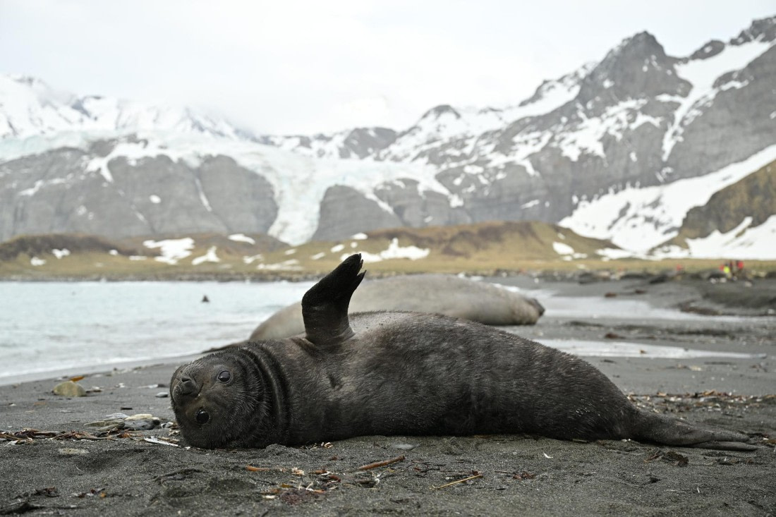 PLA20-24, Day 12, 8AY_4104_20241029_6950 © Yves Adams - Oceanwide Expeditions.JPG
