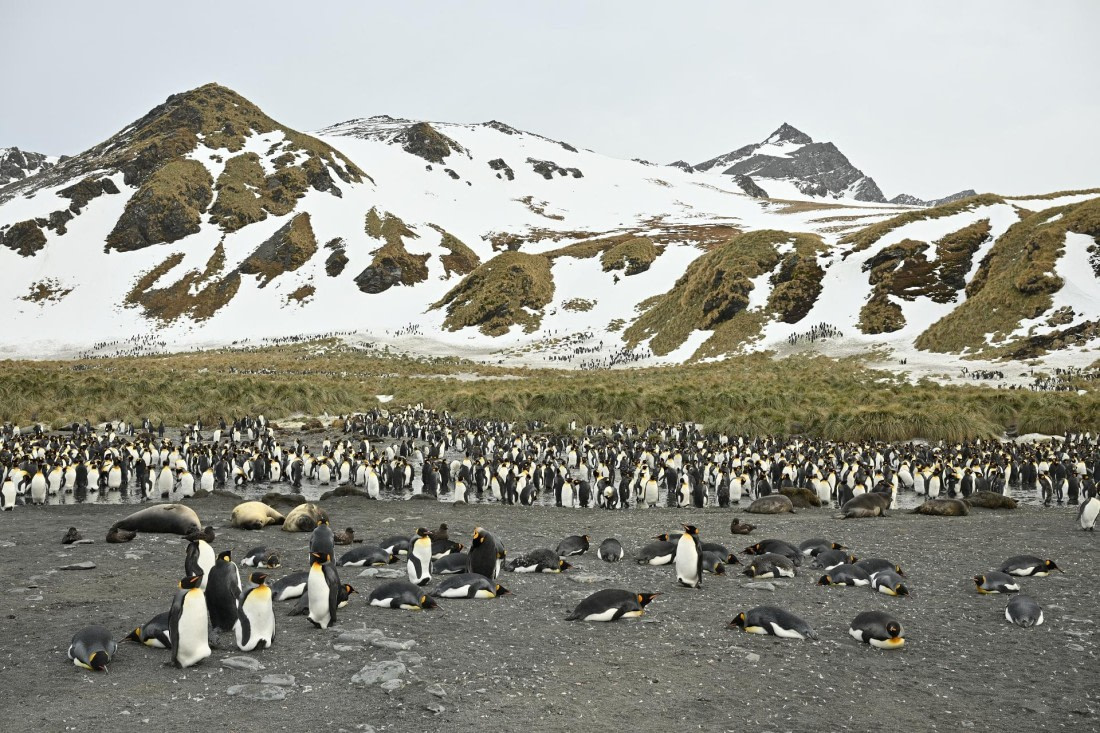 PLA20-24, Day 12, 8AY_4207_20241029_6942 © Yves Adams - Oceanwide Expeditions.JPG