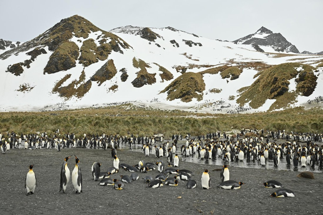 PLA20-24, Day 12, 8AY_4235_20241029_6938 © Yves Adams - Oceanwide Expeditions.JPG