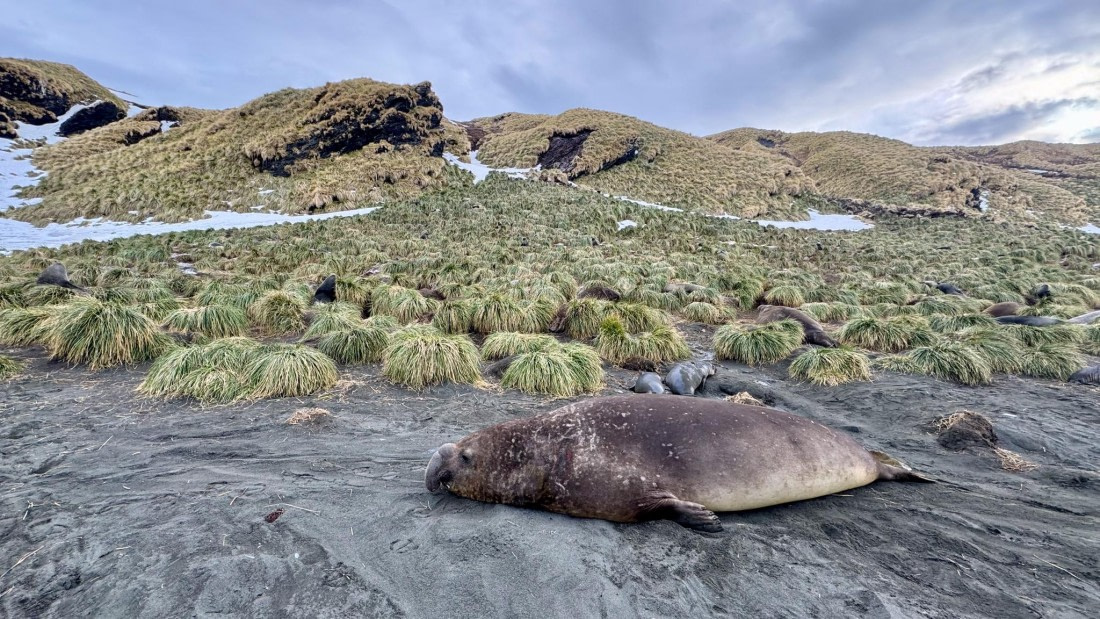 PLA20-24, Day 12, 20241029-IMG_4273 © Unknown photographer - Oceanwide Expeditions.jpg