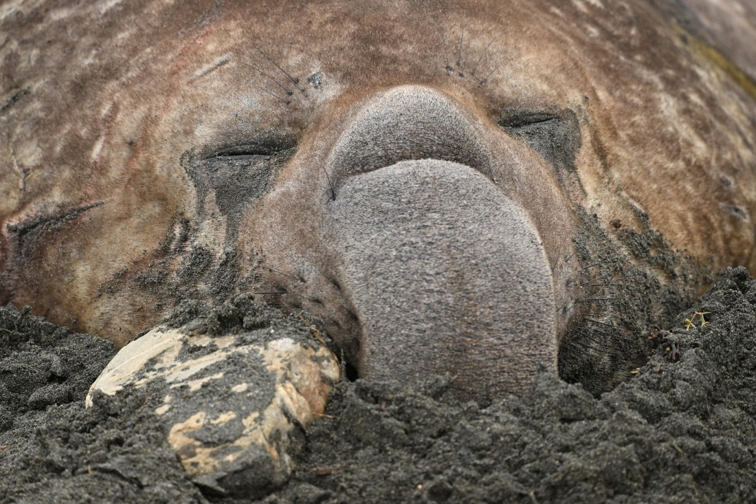 PLA20-24, Day 12, YA6_1122_20241029_6984 © Yves Adams - Oceanwide Expeditions.JPG