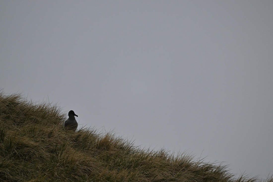 PLA20-24, Day 12, YA6_1152_20241029_6983 © Yves Adams - Oceanwide Expeditions.JPG