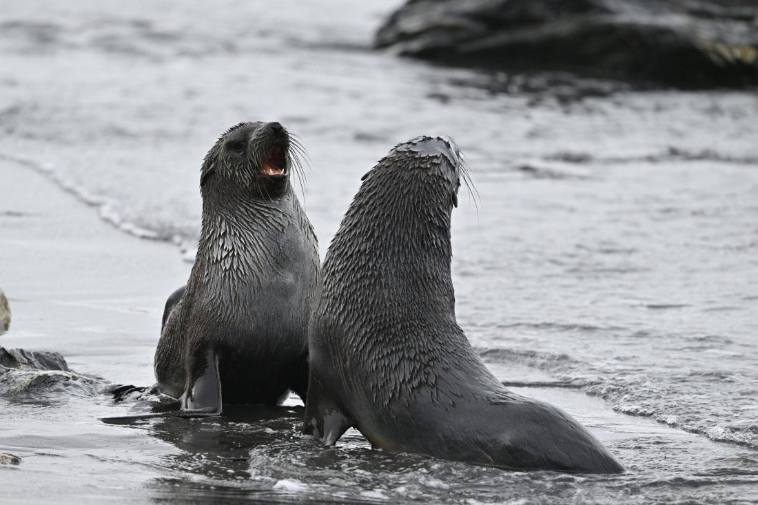 PLA20-24, Day 12, YA6_1247_20241029_6982 © Yves Adams - Oceanwide Expeditions.JPG