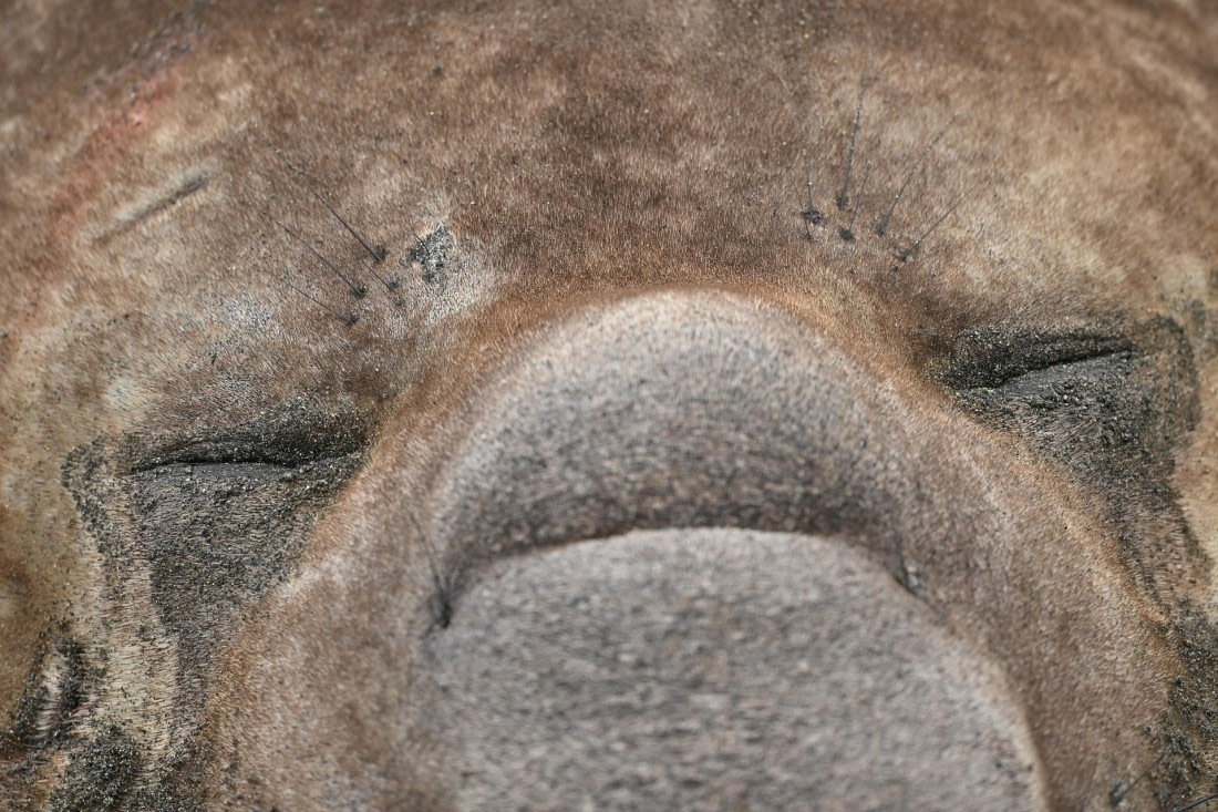 PLA20-24, Day 12, YA6_1317_20241029_6981 © Yves Adams - Oceanwide Expeditions.JPG