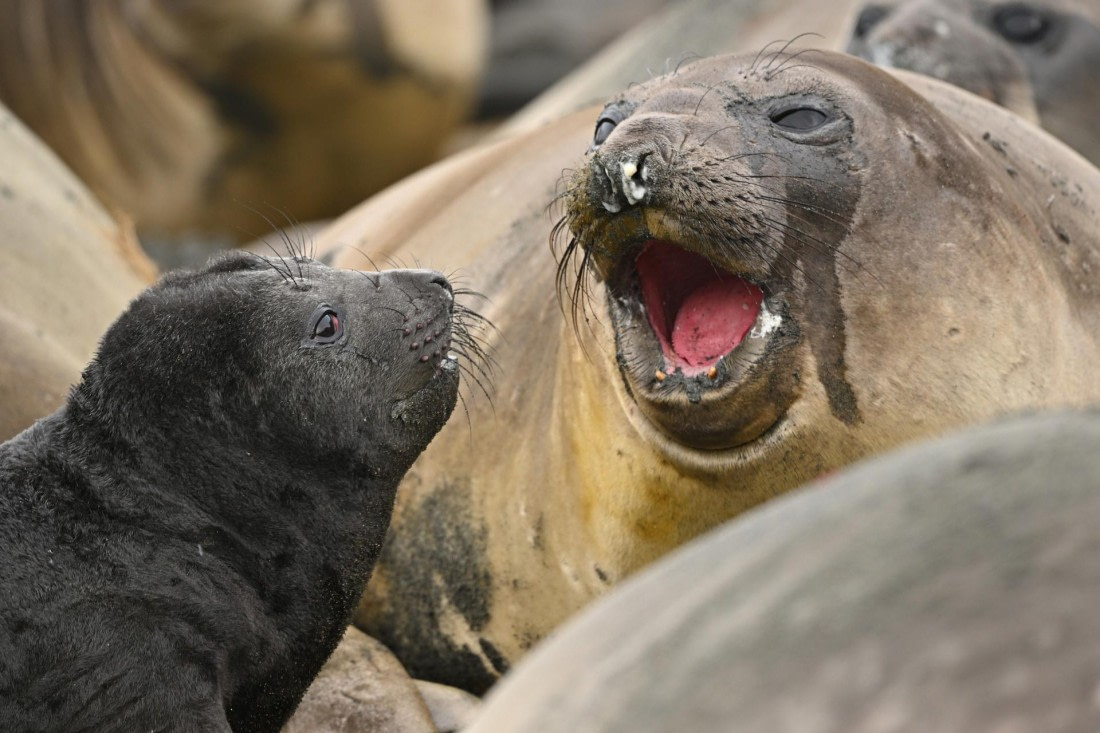 PLA20-24, Day 12, YA6_1354_20241029_6980 © Yves Adams - Oceanwide Expeditions.JPG