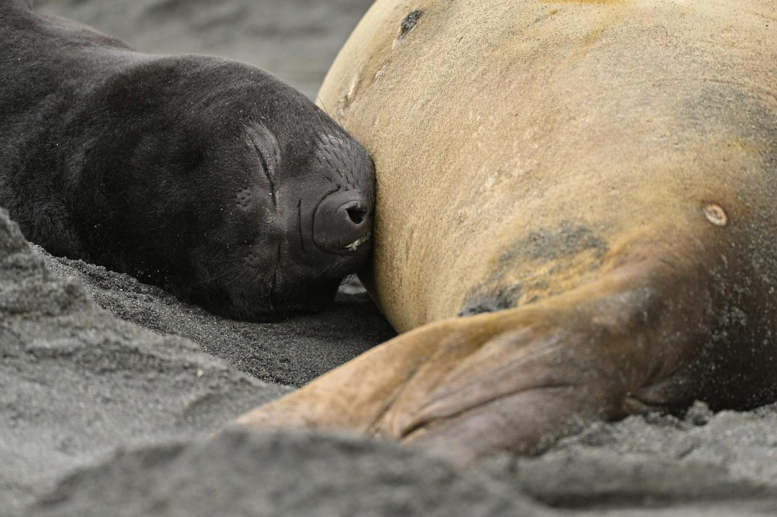 PLA20-24, Day 12, YA6_1391_20241029_6979 © Yves Adams - Oceanwide Expeditions.JPG