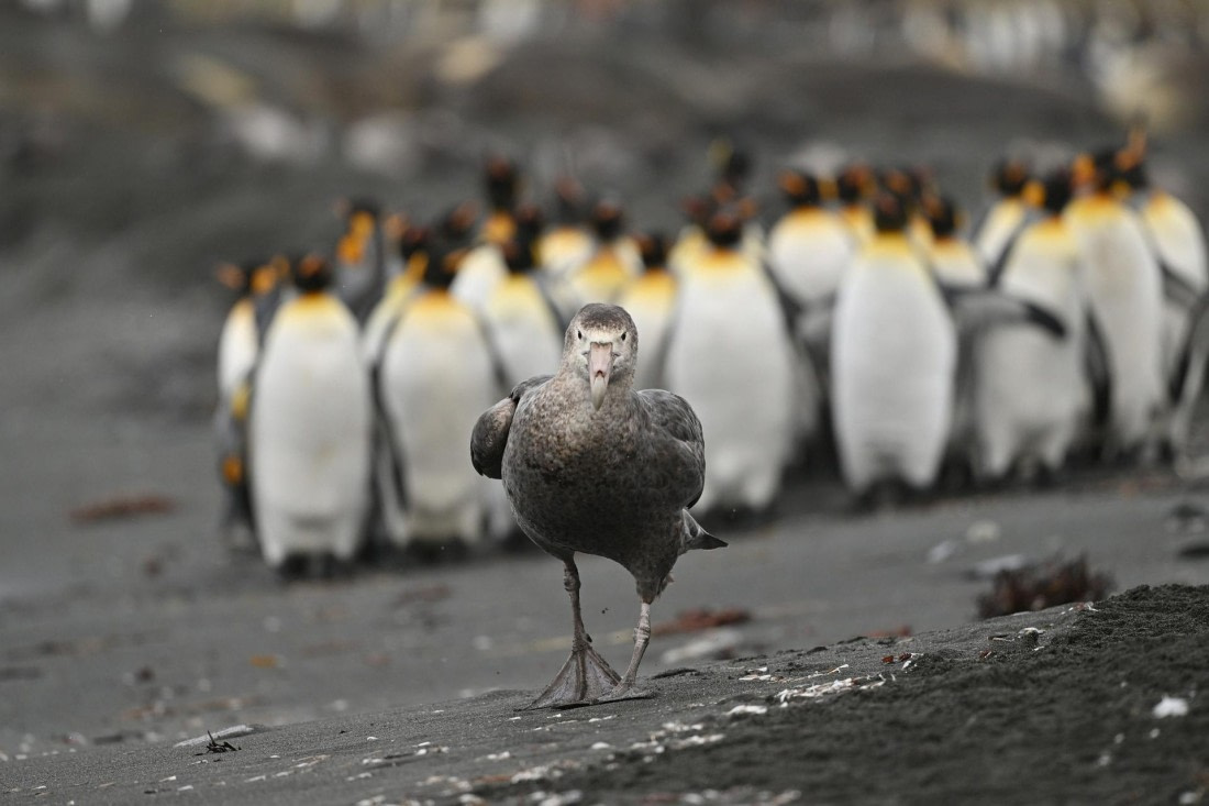 PLA20-24, Day 12, YA6_1549_20241029_6977 © Yves Adams - Oceanwide Expeditions.JPG