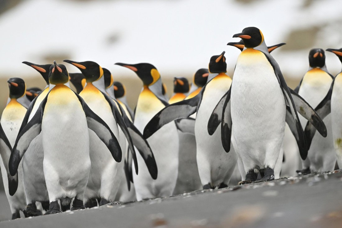 PLA20-24, Day 12, YA6_1696_20241029_6976 © Yves Adams - Oceanwide Expeditions.JPG