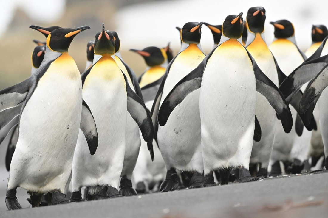 PLA20-24, Day 12, YA6_1846_20241029_6975 © Yves Adams - Oceanwide Expeditions.JPG