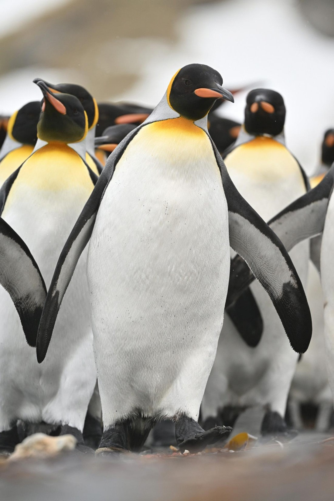 PLA20-24, Day 12, YA6_1955_20241029_6974 © Yves Adams - Oceanwide Expeditions.JPG