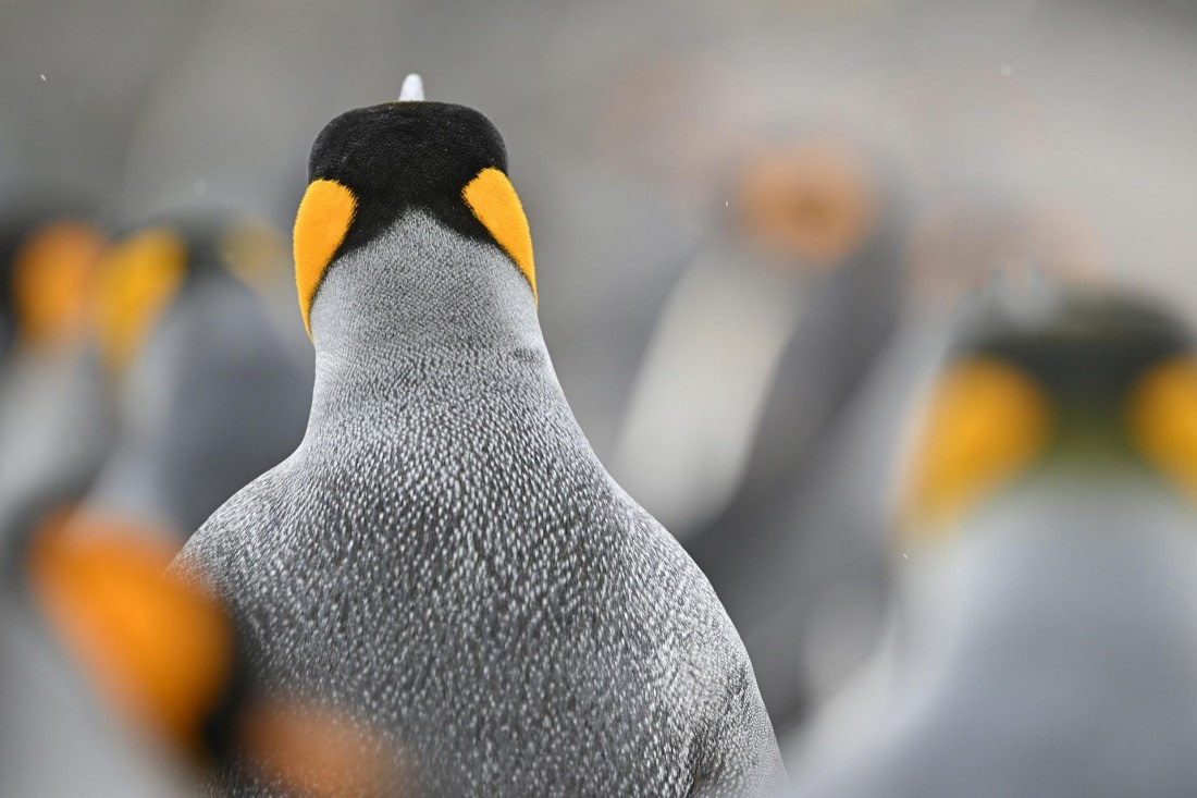 PLA20-24, Day 12, YA6_2253_20241029_6971 © Yves Adams - Oceanwide Expeditions.JPG